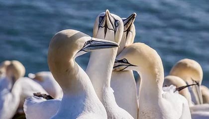 爱游戏电竞-炉石传说 职业赛事策略多样化，炉石传说职业比赛是标准还是狂野